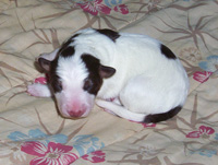 White and Red Tricolor Female